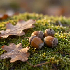 Herbst: Eicheln auf Moos
