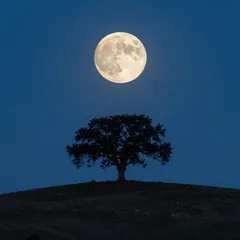 Vollmond hinter der Eiche